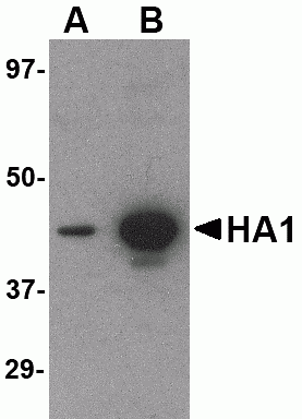 Hemagglutinin Antibody [1E7D8]
