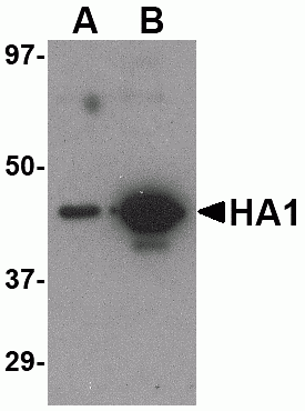Hemagglutinin Antibody [7B9B2]