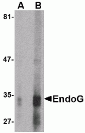 EndoG Antibody [7G1C10]