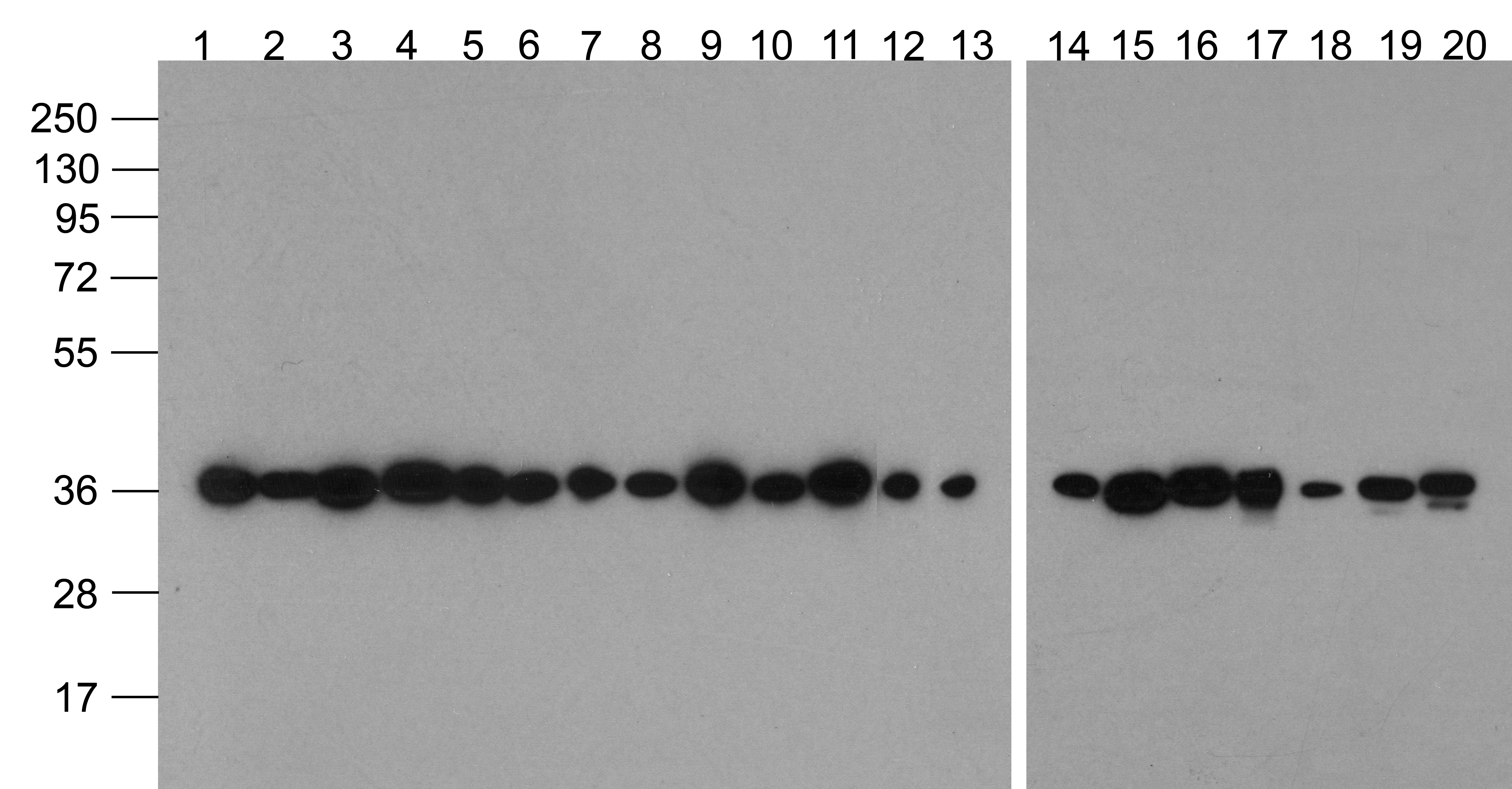 GAPDH Antibody [12D3D5] (biotin)