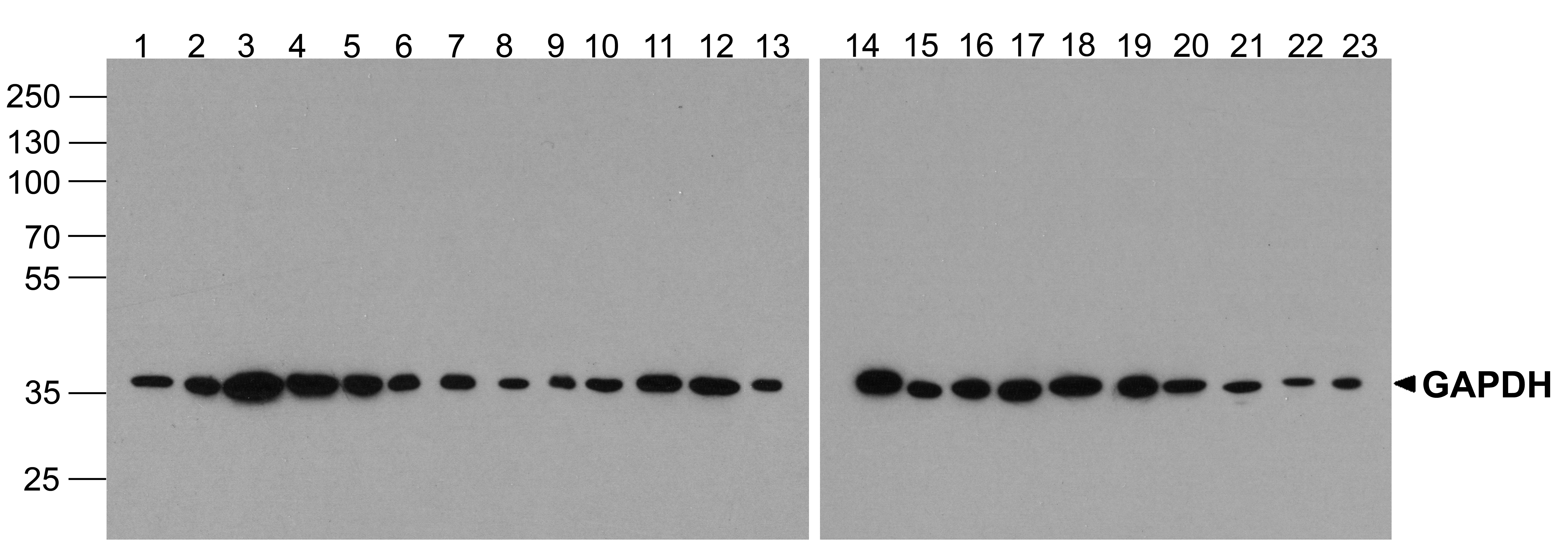 GAPDH Antibody [12D3D5]