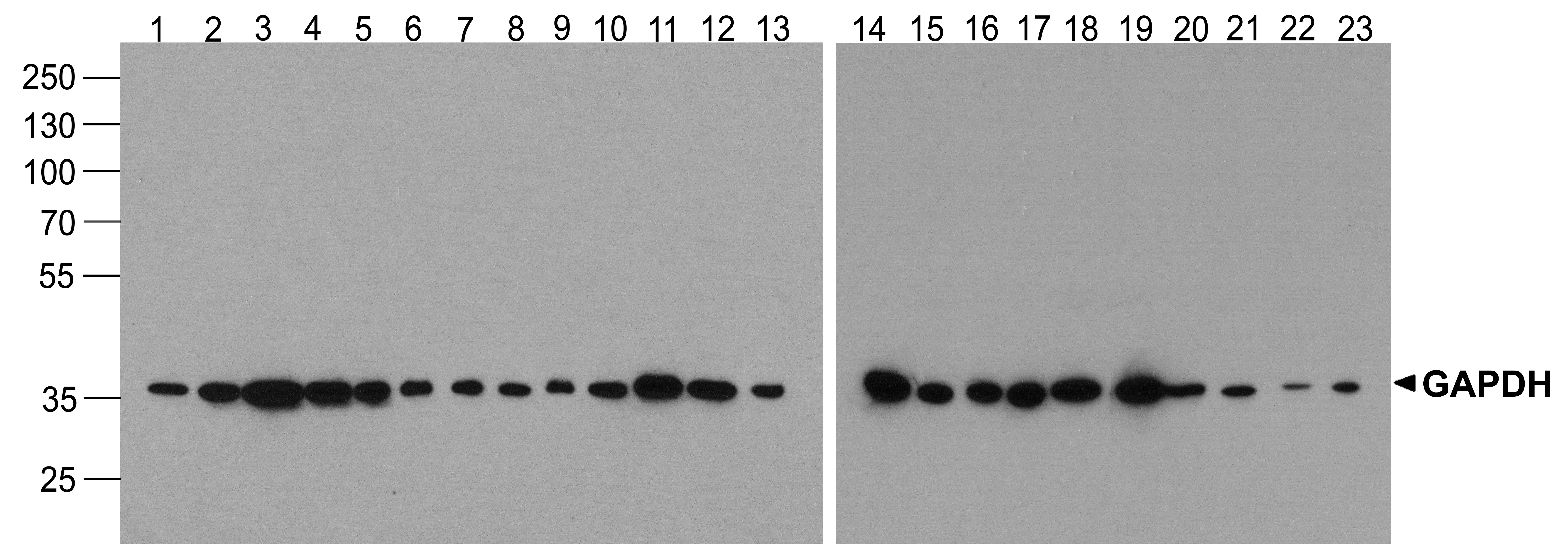GAPDH Antibody [12D3H9]