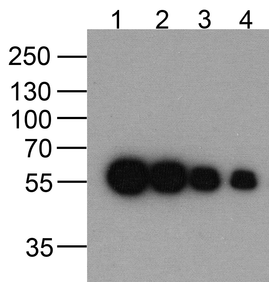 DDDDK-tag Antibody [1D1B12]