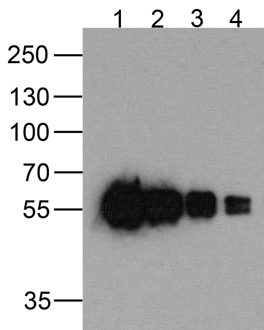 cMyc-tag Antibody [5G5H7]