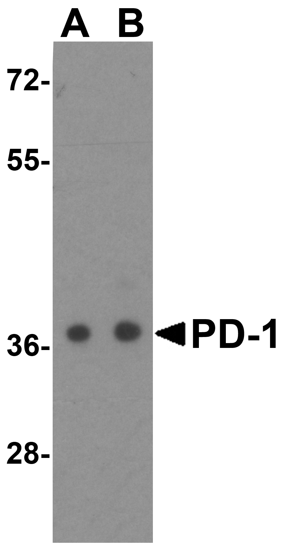 PD1 Antibody [4D6]