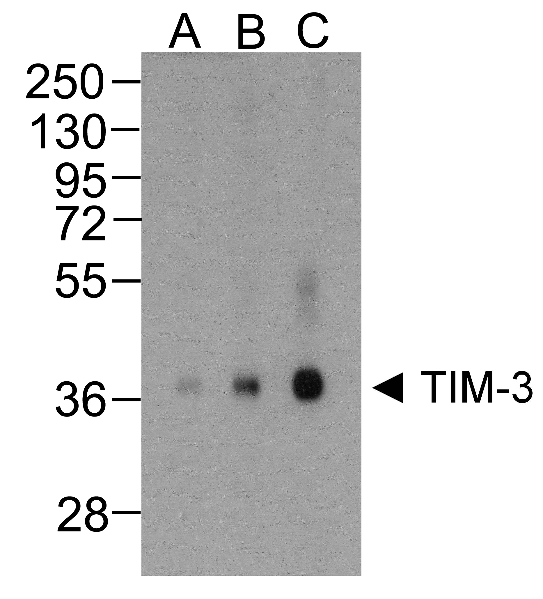TIM3 Antibody [10C10]