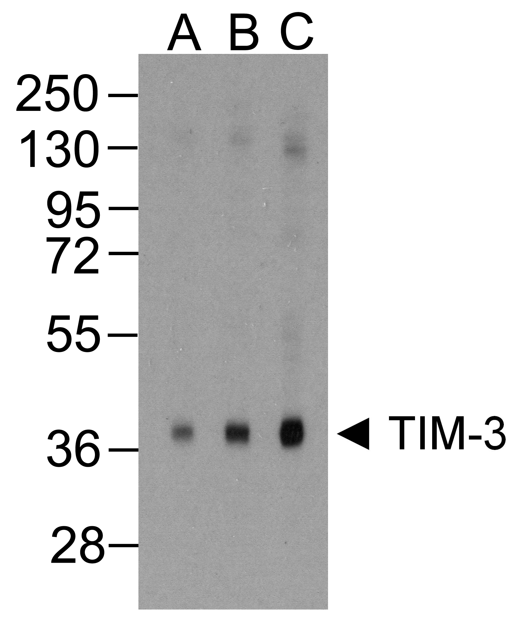 TIM3 Antibody [2A6]