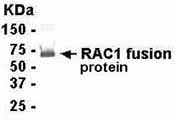 RAC1 Antibody