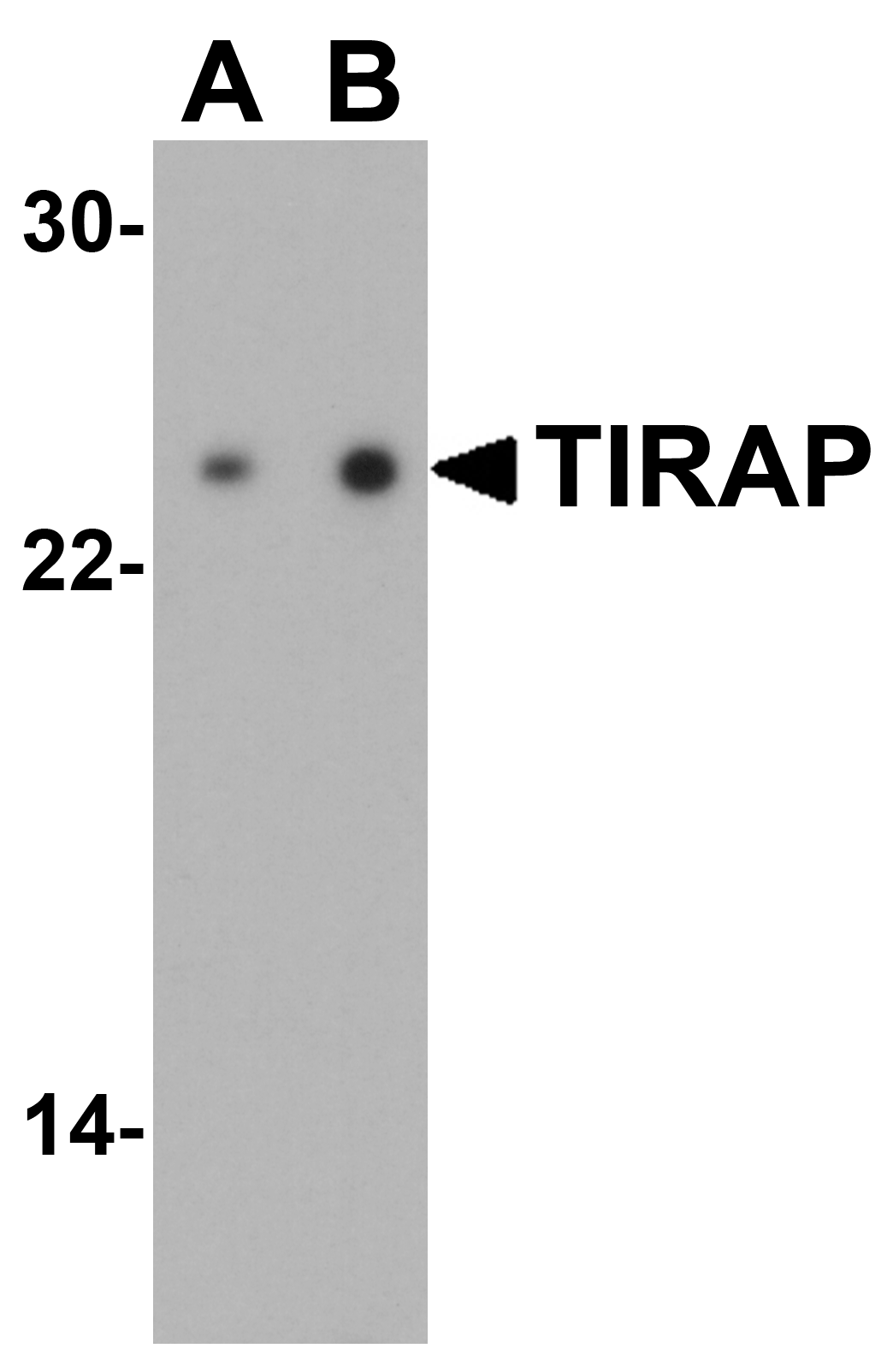 TIRAP Antibody