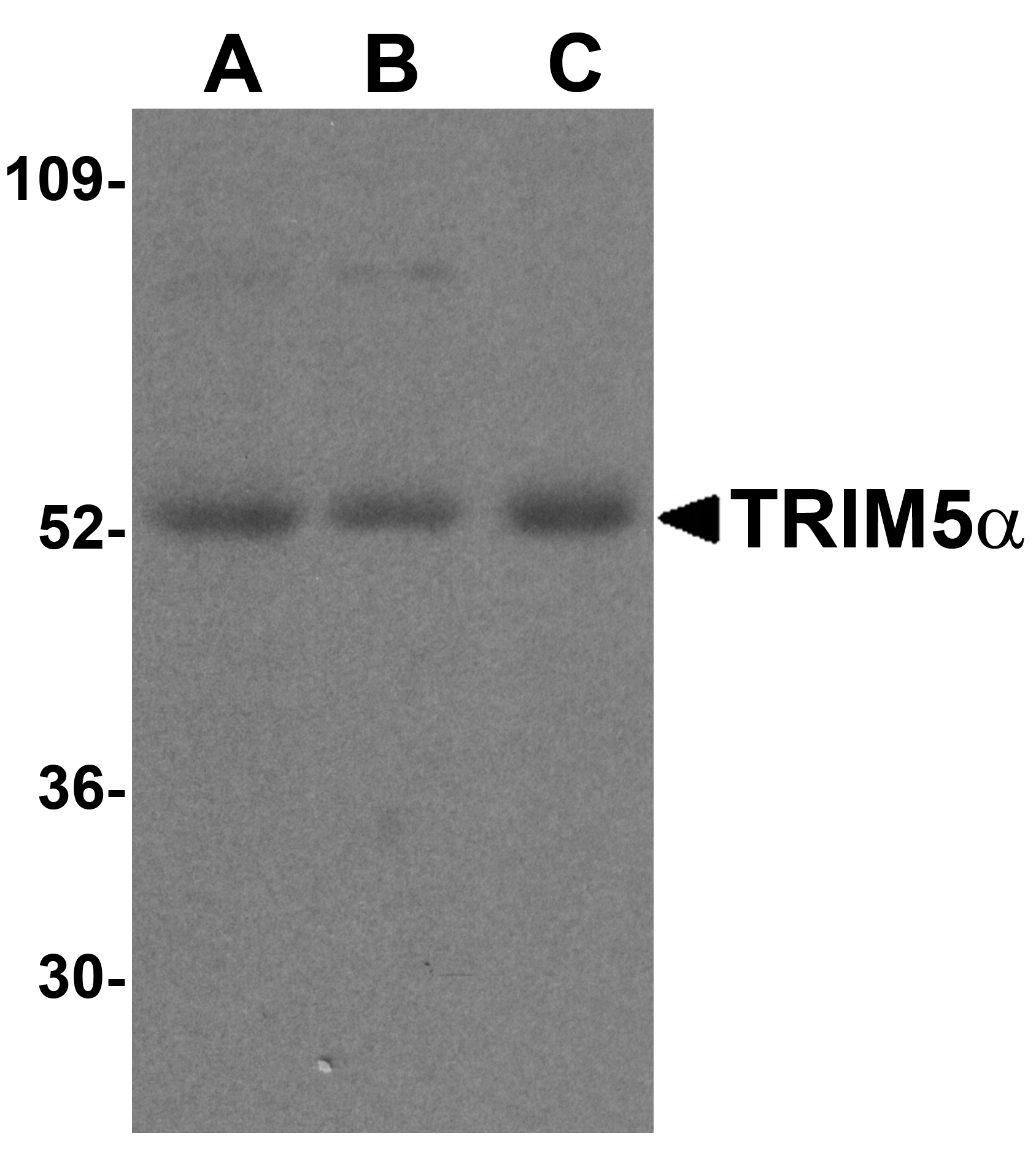 TRIM5 alpha Antibody