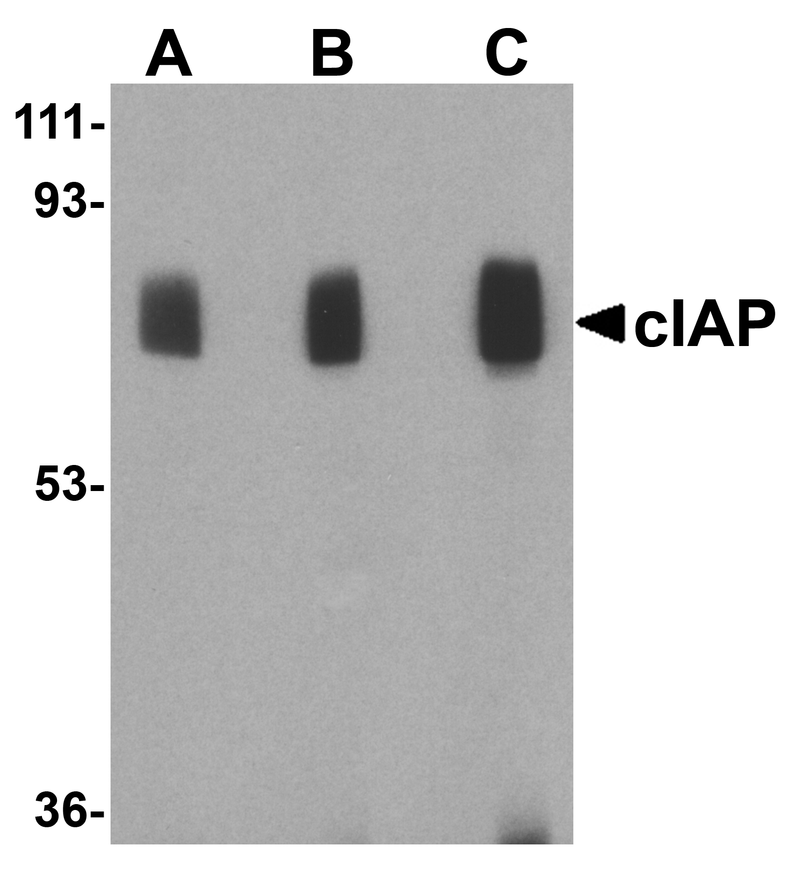 cIAP Antibody