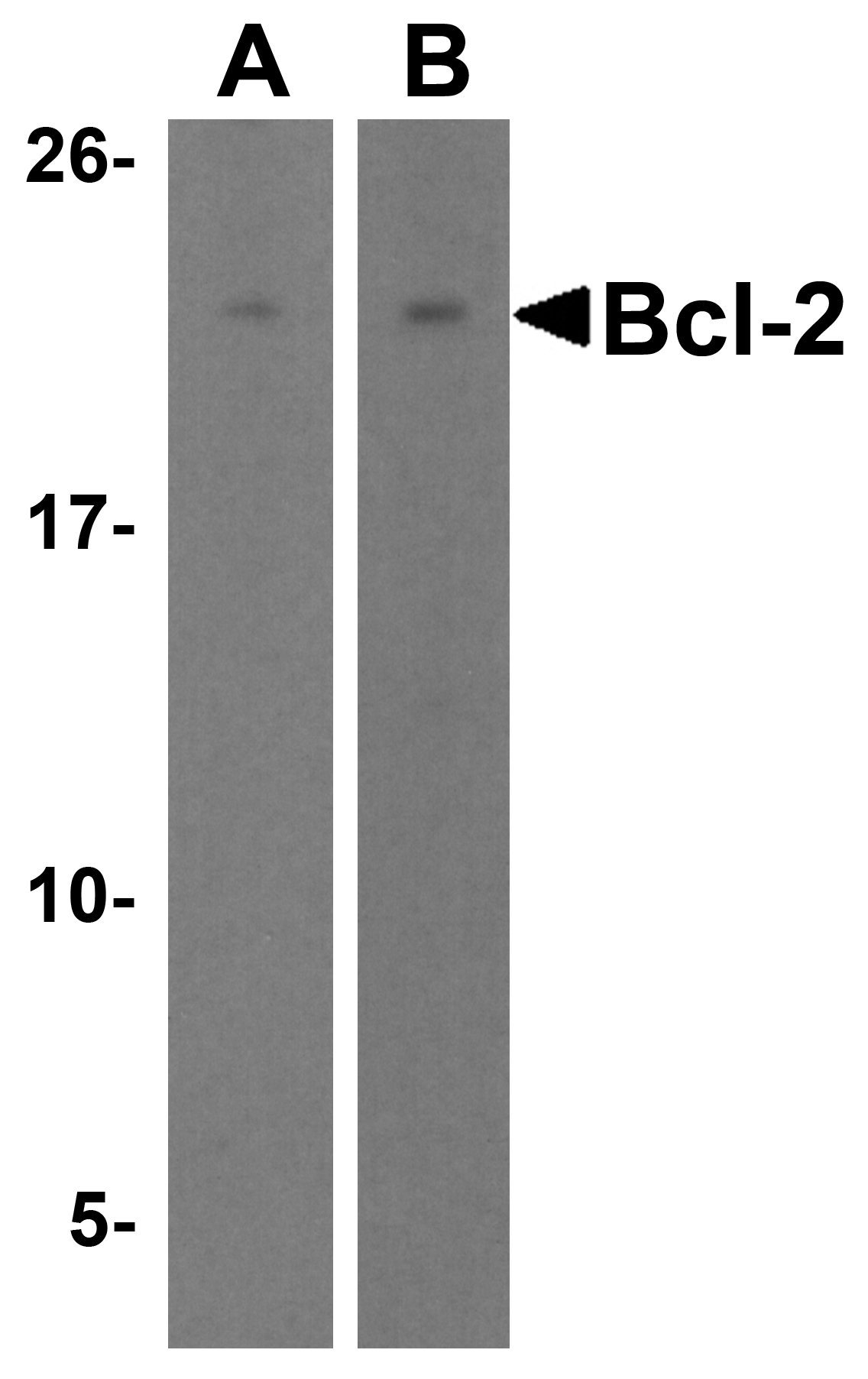 Bcl-2 Antibody