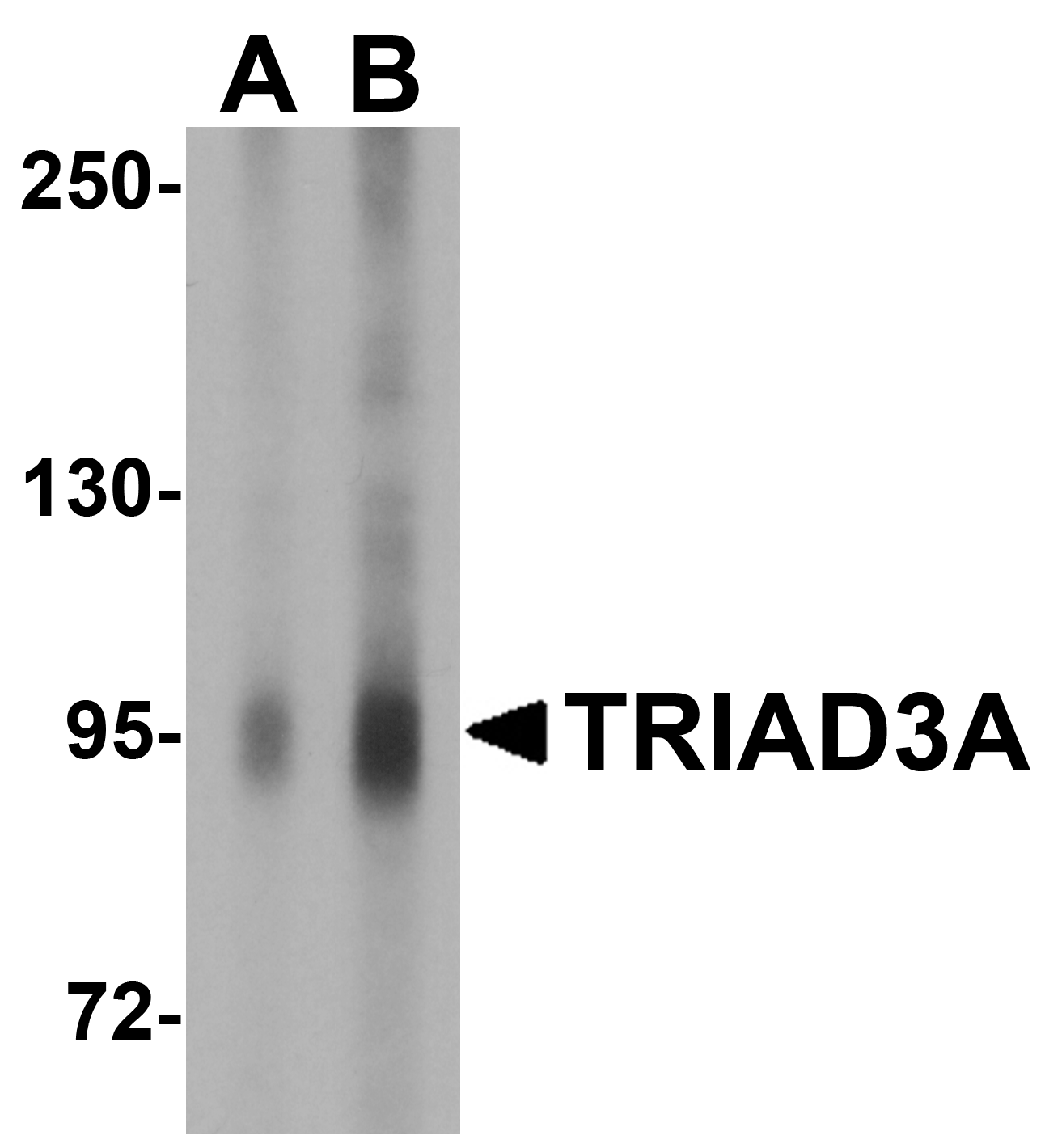 TRIAD3A Antibody