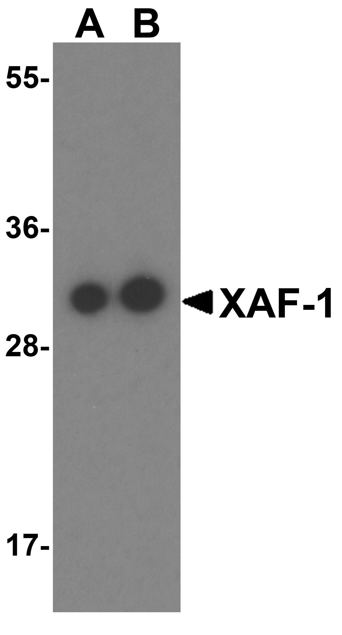 XAF-1 Antibody