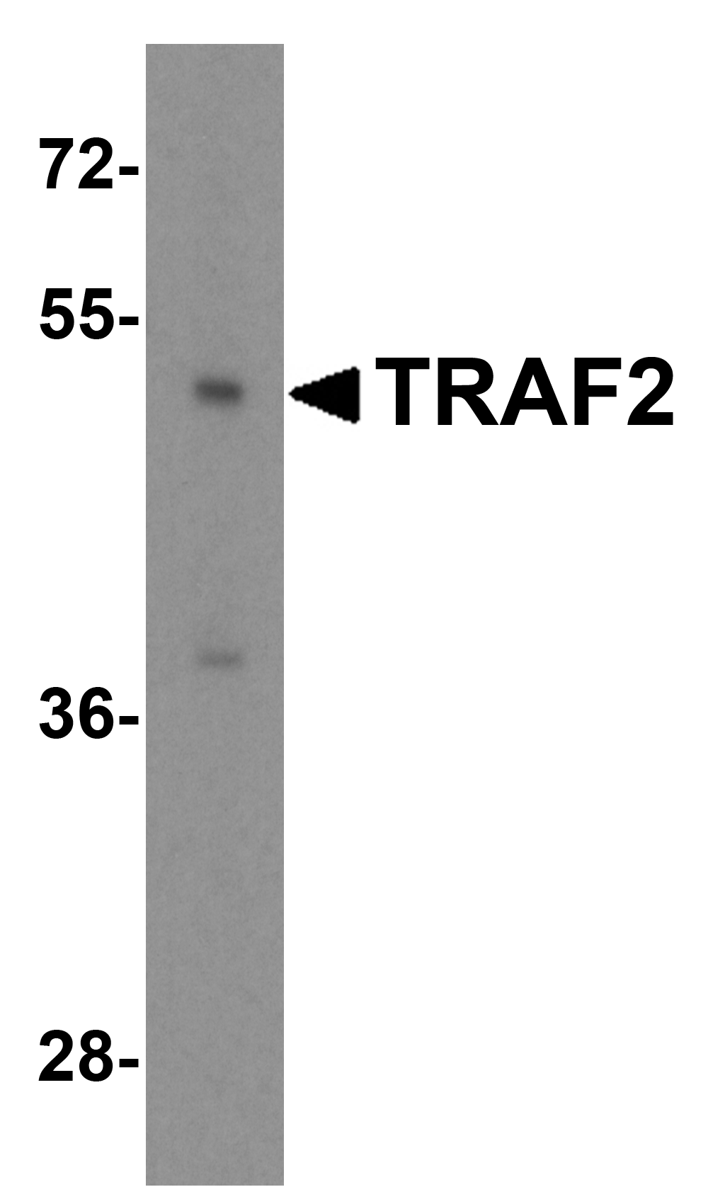 TRAF2 Antibody