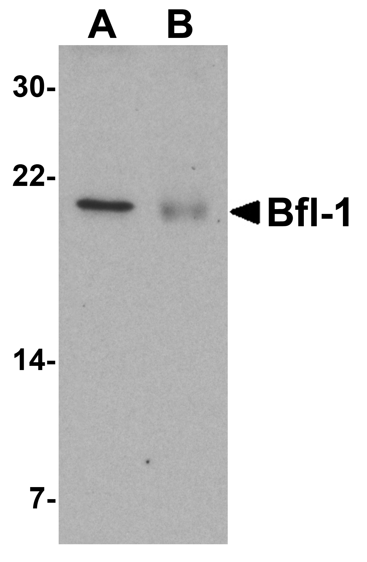 Bfl-1 Antibody