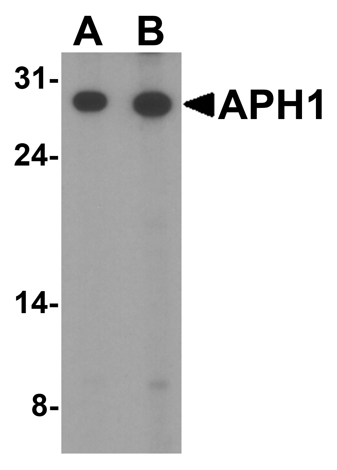 APH1 Antibody