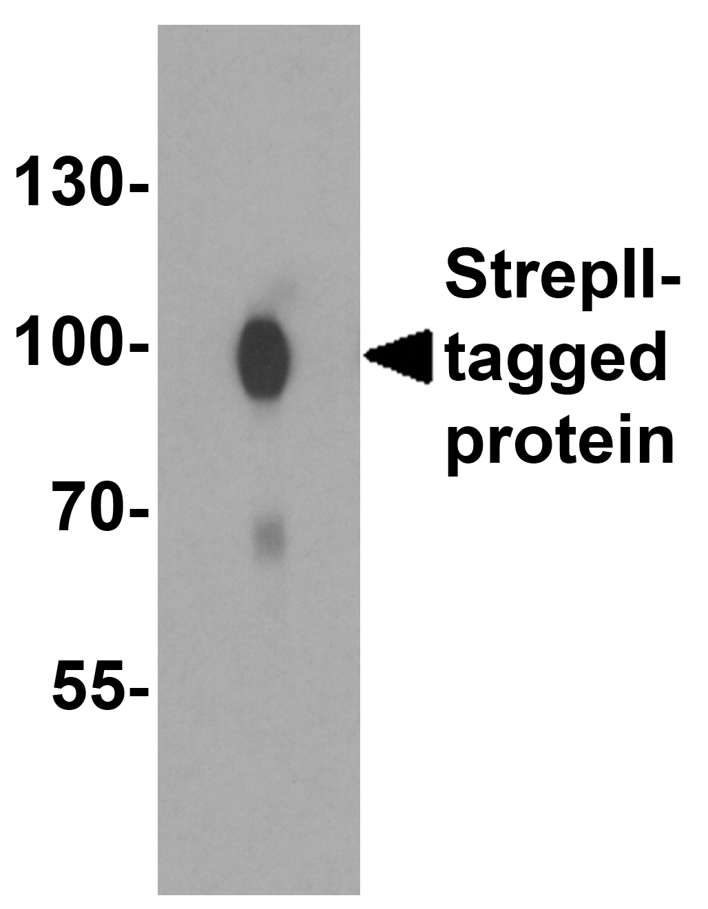 StrepII-tag Antibody