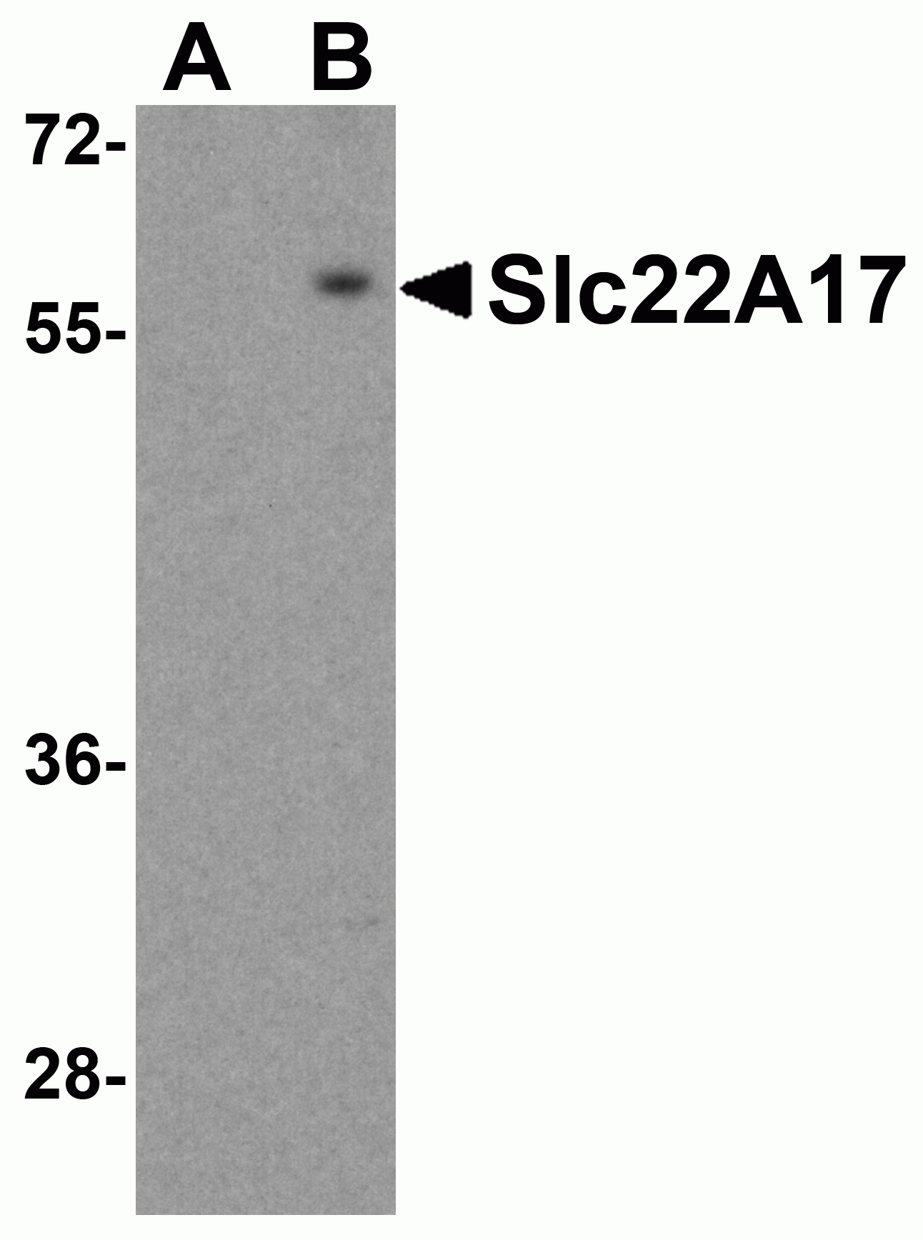 Slc22A17 Antibody