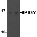 Western blot analysis of PIG-Y in human liver tissue lysate with PIG-Y antibody at (A) 1 and (B) 2 μg/mL.