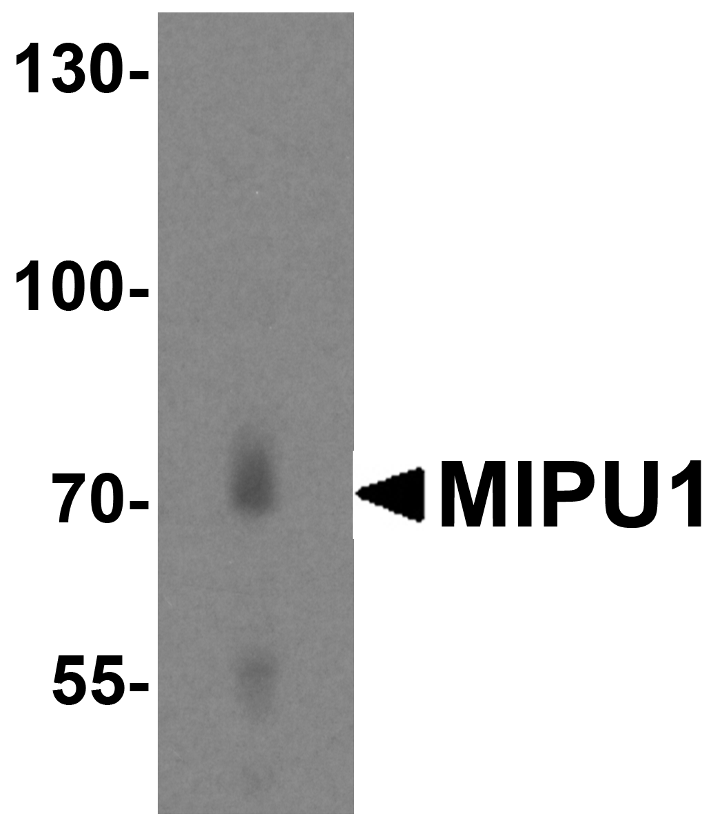 MIPU1 Antibody