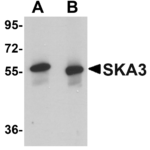 Western blot analysis of SKA3 in human testis tissue lysate with SKA3 antibody at (A) 0.5 and (B) 1 μg/mL.