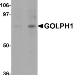 Western blot analysis of GOLPH1 in K562 cell lysate with GOLPH1 antibody at (A) 1 and (B) 2 μg/mL.