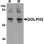 Western blot analysis of GOLPH2 in rat brain tissue lysate with GOLPH2 antibody at (A) 0.25 and (B) 0.5 μg/mL.