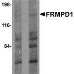 Western blot analysis of FRMPD1 in K562 cell lysate with FRMPD1 antibody at (A) 1 and (B) 2 μg/mL.