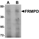 Western blot analysis of FRMPD3 in Jurkat cell lysate with FRMPD3 antibody at (A) 1 and (B) 2 μg/mL.