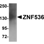 Western blot analysis of ZNF536 in human brain tissue lysate with ZNF536 antibody at 1 μg/mL.