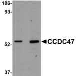 Western blot analysis of CCDC47 in mouse heart tissue lysate with CCDC47 antibody at (A) 1 and (B) 2 μg/mL.
