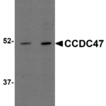 Western blot analysis of CCDC47 in mouse heart tissue lysate with CCDC47 antibody at (A) 1 and (B) 2 μg/mL.
