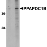 Western blot analysis of PPAPDC1B in EL4 cell lysate with PPAPDC1B antibody at (A) 1 and (B) 2 μg/mL.