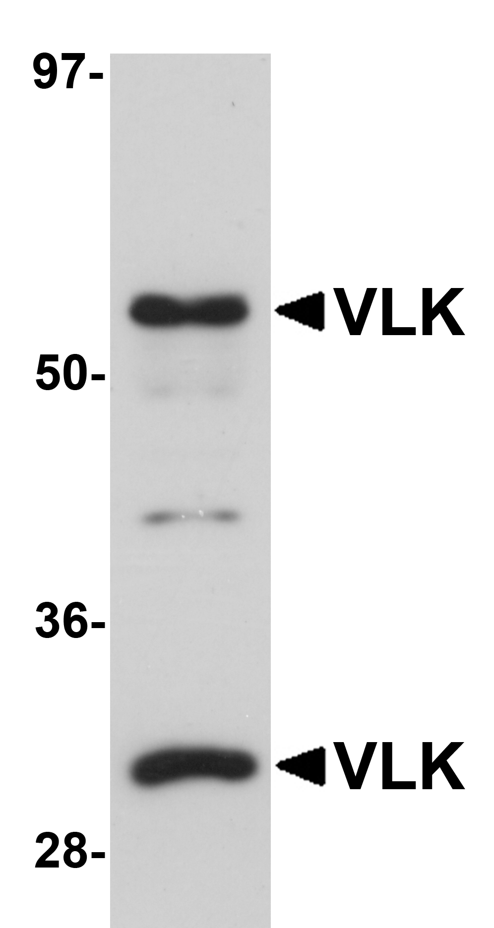 VLK Antibody