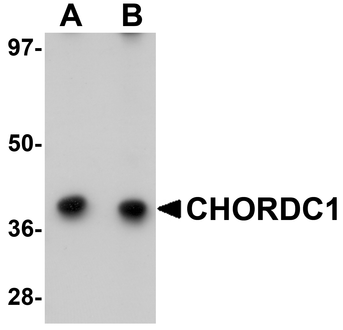 CHORDC1 Antibody