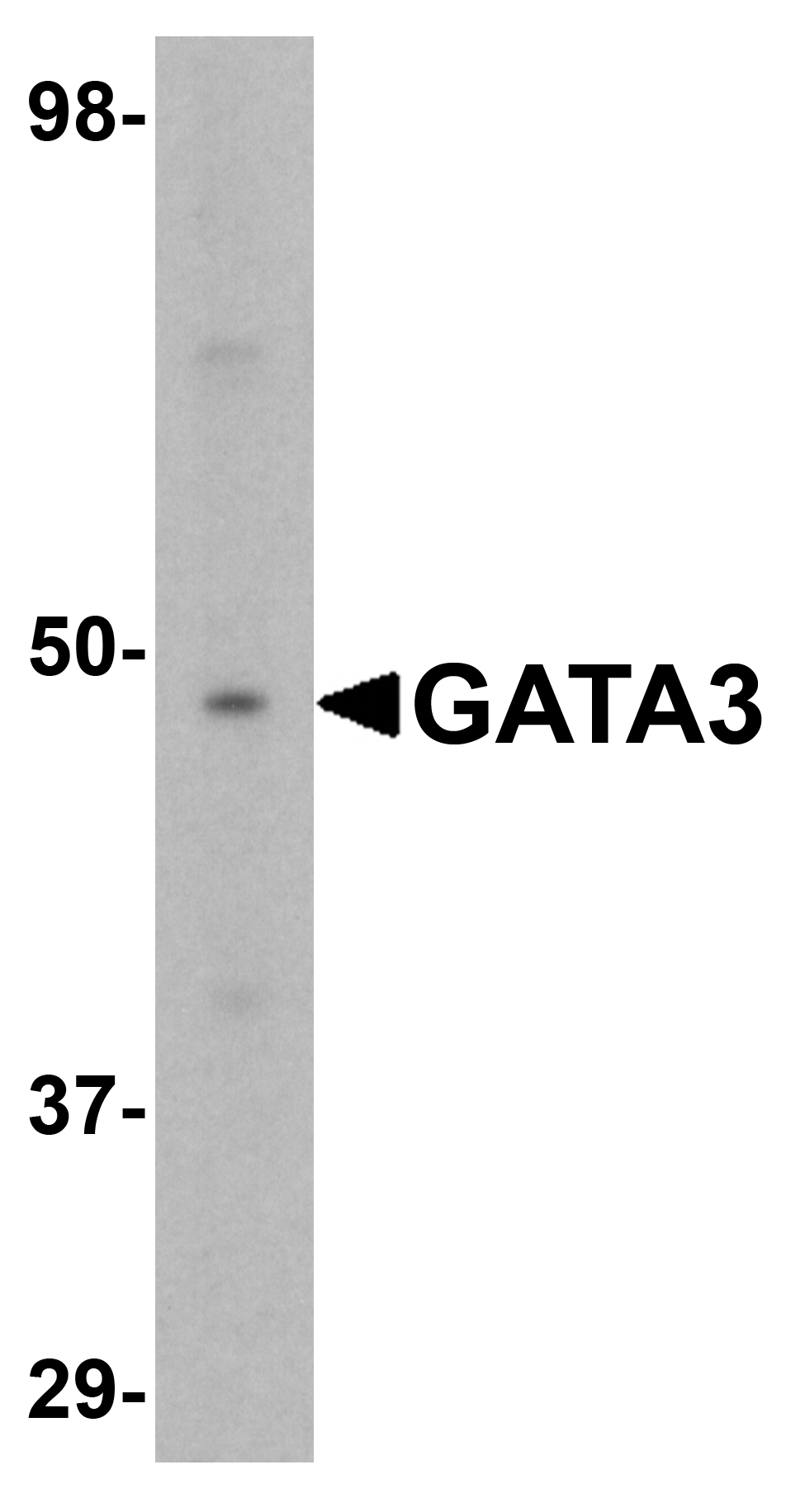 GATA3 Antibody