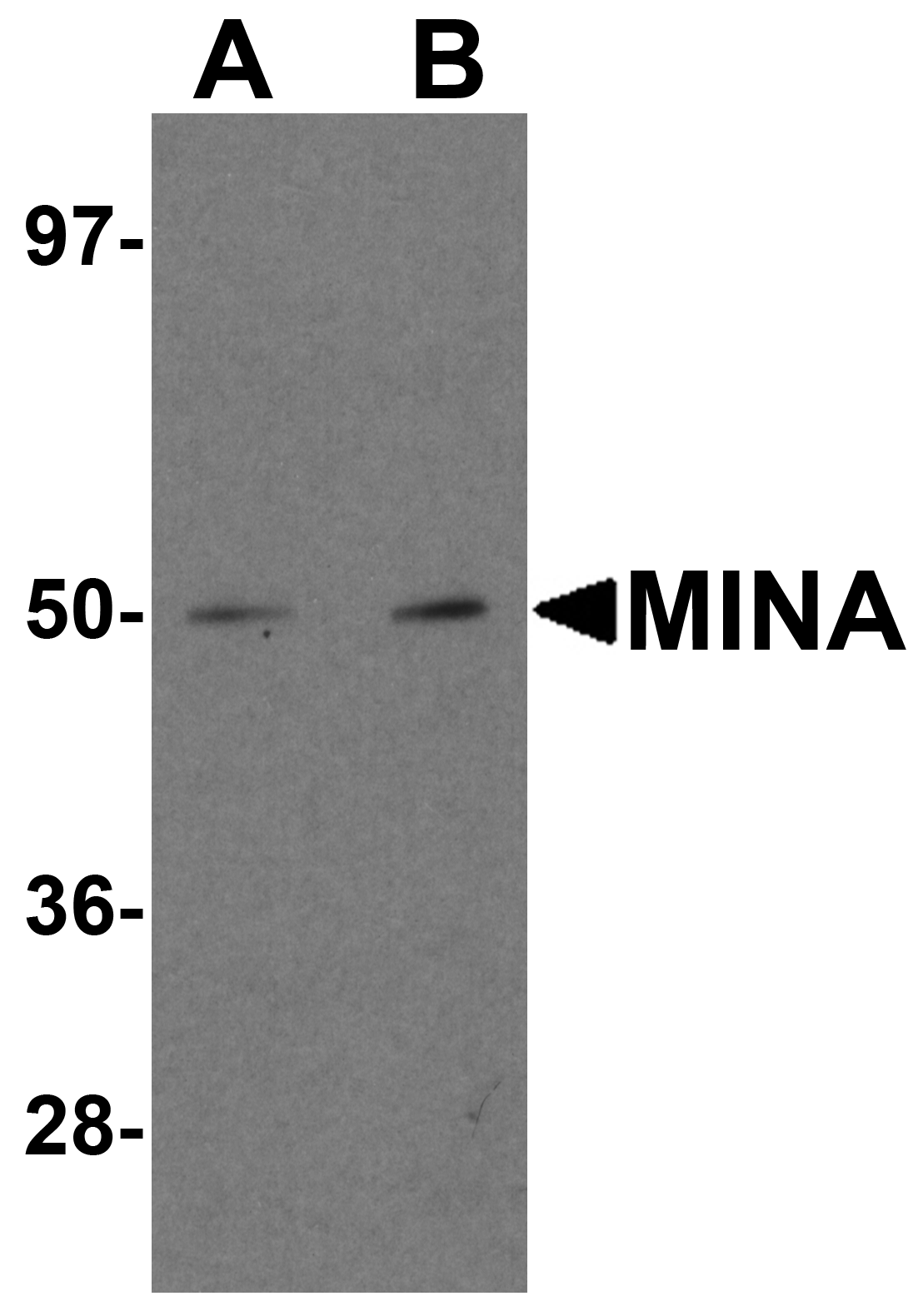 MINA Antibody
