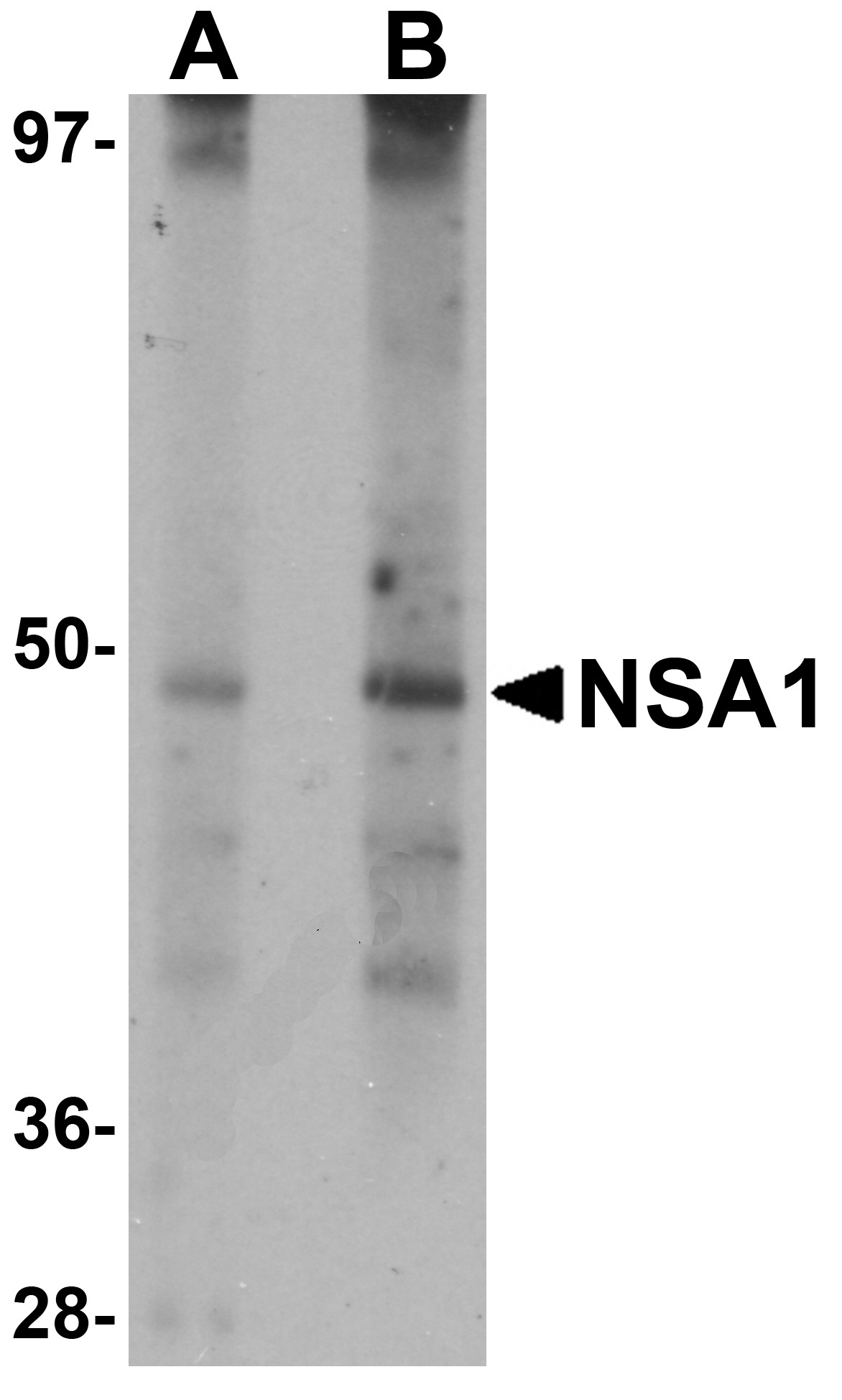 NSA1 Antibody