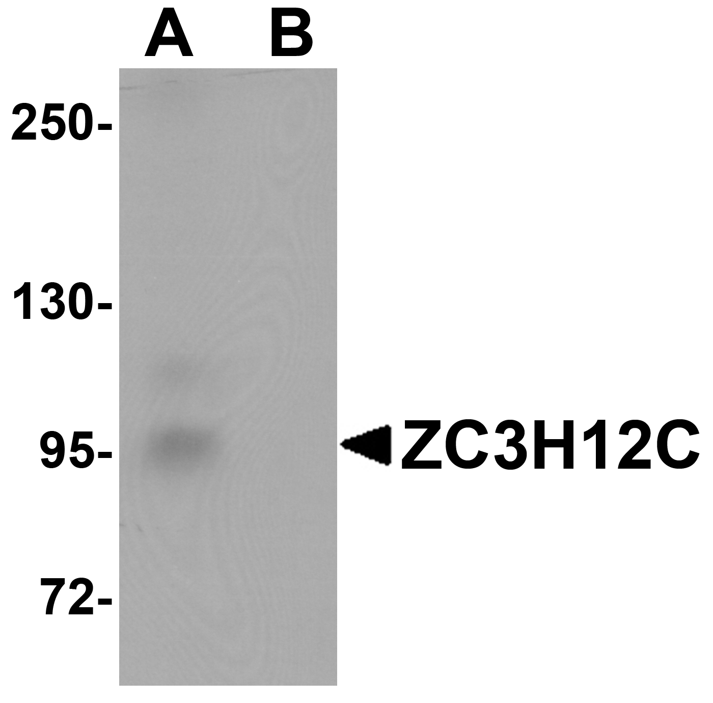 ZC3H12C Antibody