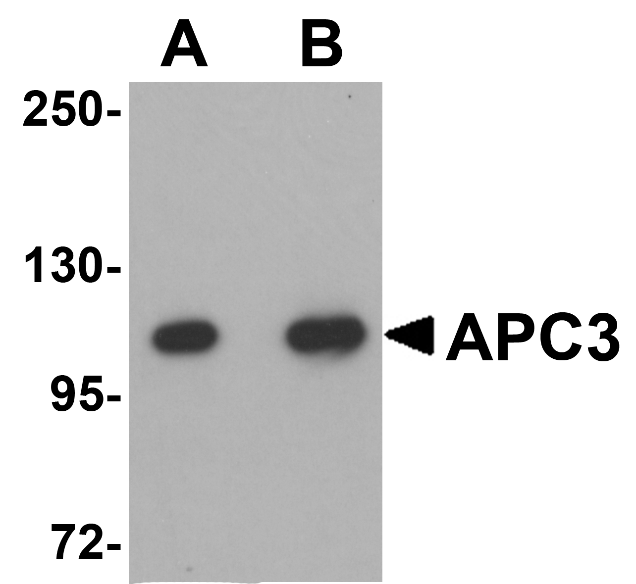 APC3 Antibody