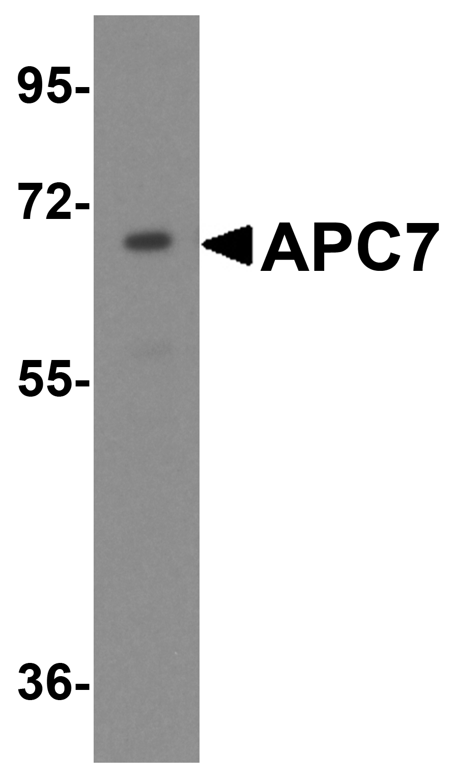 APC7 Antibody
