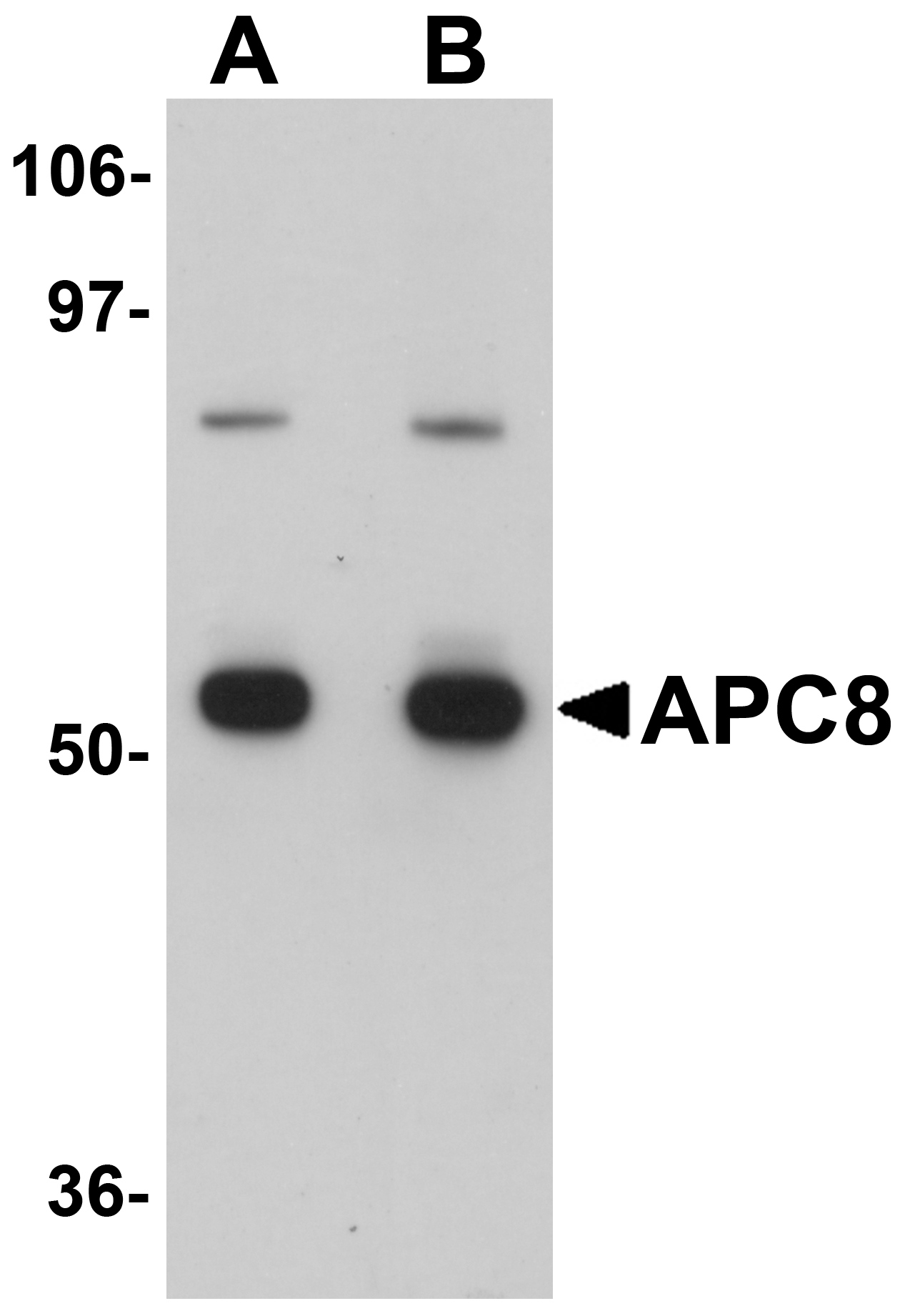 APC8 Antibody