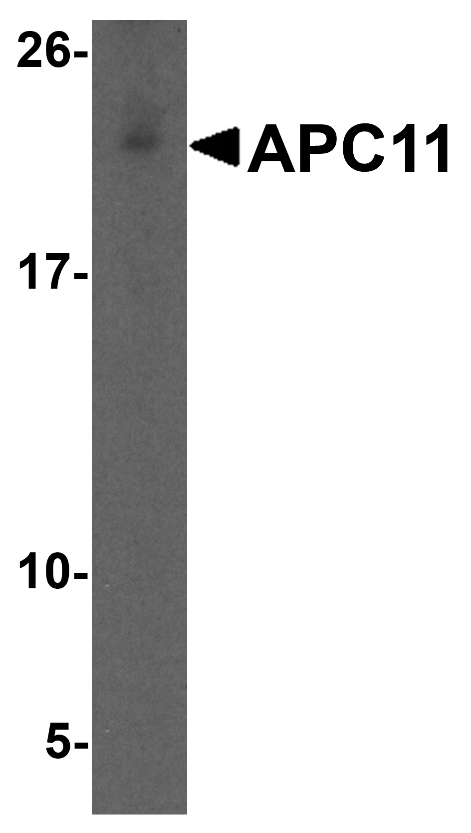 APC11 Antibody