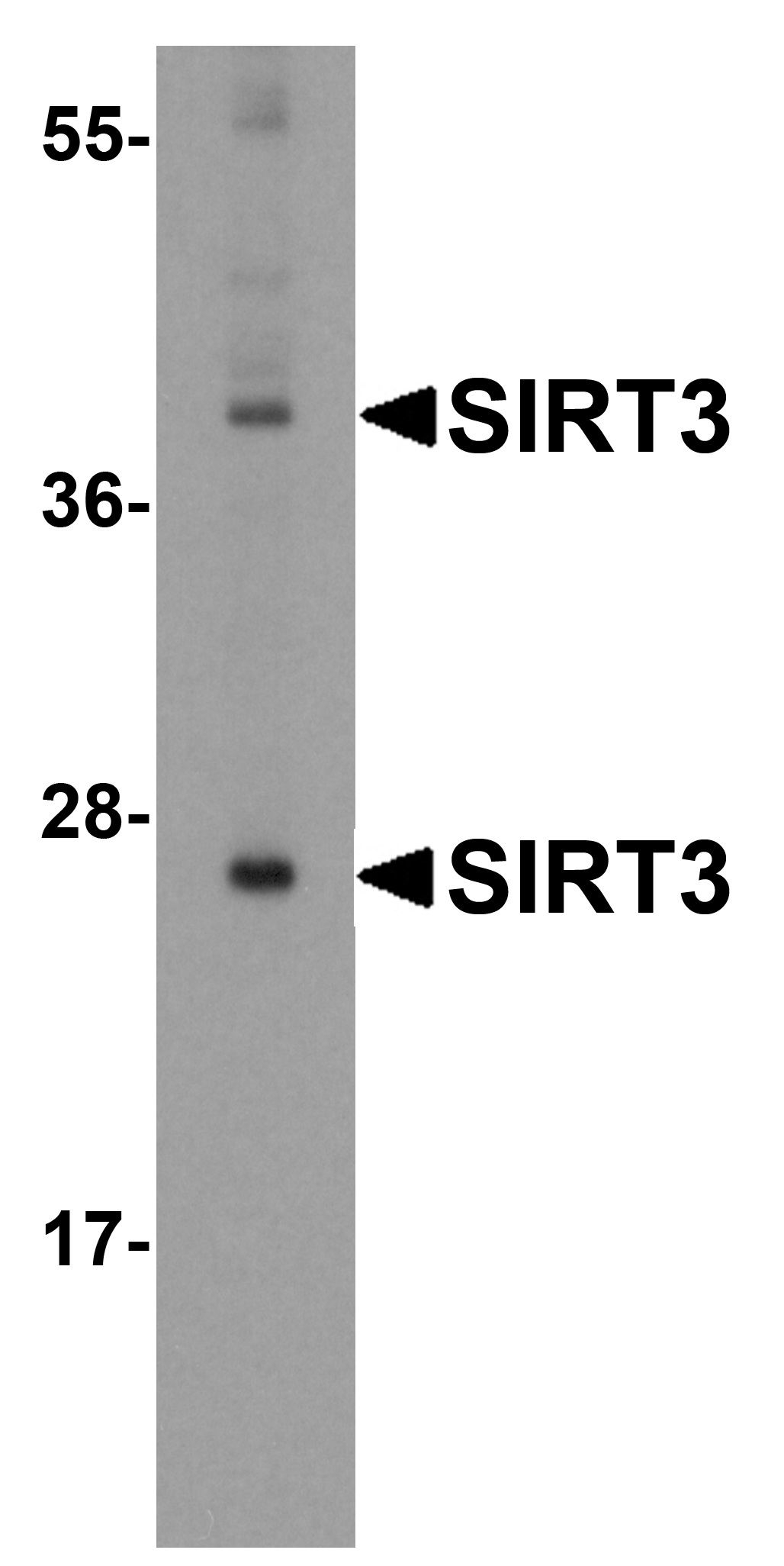 SIRT3 Antibody