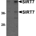 Western blot analysis of SIRT7 in 293 cell lysate with SIRT7 antibody at (A) 0.5 and (B) 1 μg/mL.