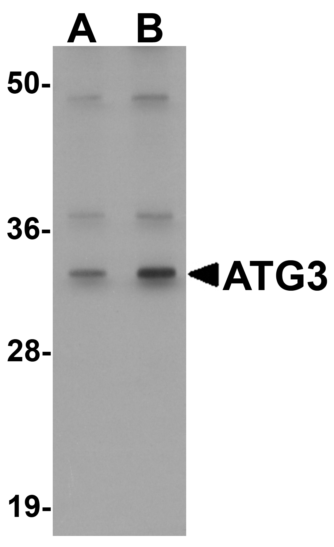 ATG3 Antibody