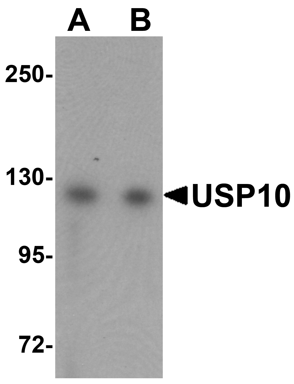 USP10 Antibody