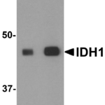 Western blot analysis of IDH1 in HepG2 cell lysate with IDH1 antibody at (A) 1 and (B) 2 μg/mL.