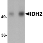 Western blot analysis of IDH2 in human heart tissue lysate with IDH2 antibody at (A) 1 and (B) 2 μg/mL.